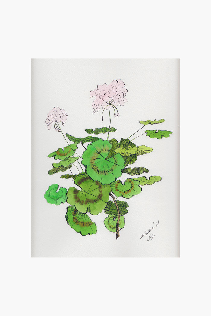 Lia Burke Libaire's ink and watercolor illustration features a green-leaved plant with light pink flowers—perfect as charming geranium wall art or for adding garden chic style to your interior decor.