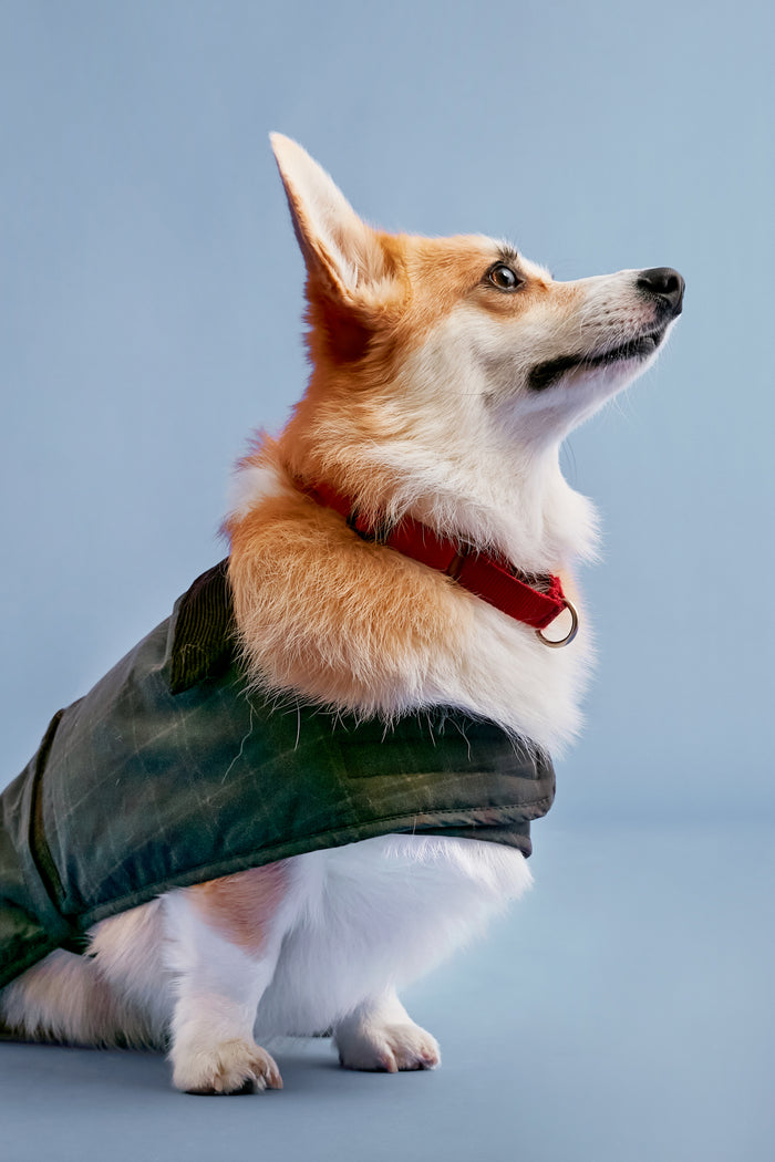 A corgi in a red collar and a dark Barbour vest sits facing right.